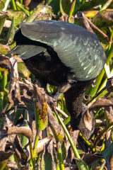 Plegadis falcinellus