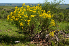 Senecio brasiliensis