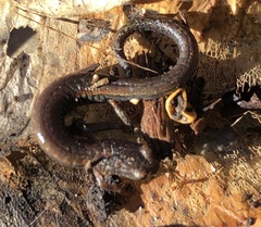 Batrachoseps gavilanensis