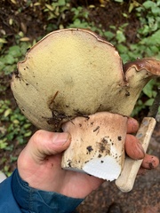 Boletus regineus