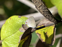 Contrafacia catharina