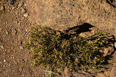 Silene struthioloides