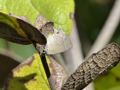 Contrafacia catharina