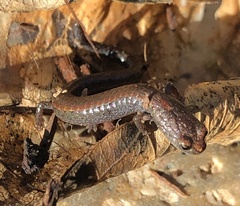 Batrachoseps gavilanensis