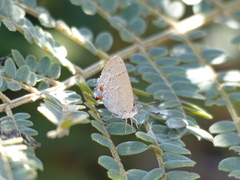 Contrafacia catharina