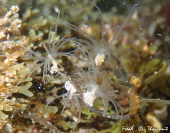 Bunodeopsis strumosa