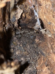 Philomycus flexuolaris