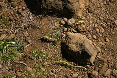 Cenchrus clandestinus