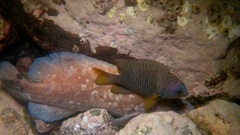 Stegastes flavilatus