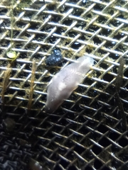 Dendrocoelum lacteum