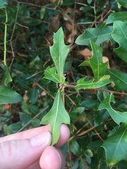 Quercus hemisphaerica