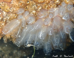 Clavelina oblonga