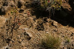 Deschampsia nubigena
