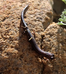 Batrachoseps gavilanensis