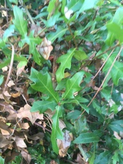 Quercus hemisphaerica