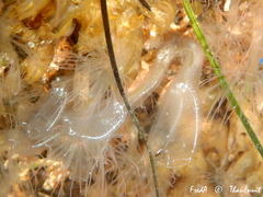 Clavelina oblonga