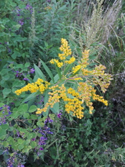 Solidago gigantea