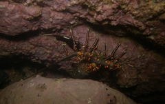Panulirus inflatus