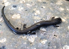 Batrachoseps gavilanensis