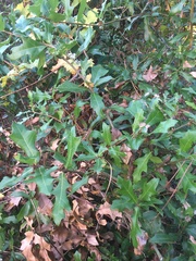 Quercus hemisphaerica