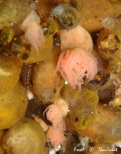 Representative image of Aiptasiogeton hyalinus