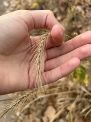 Elymus villosus