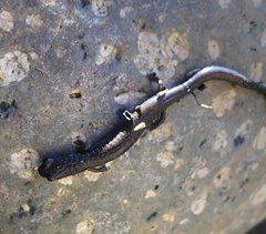 Batrachoseps gavilanensis