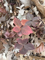 Rubus multifer