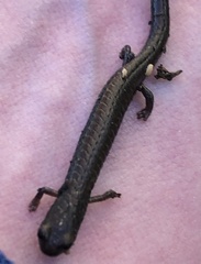 Batrachoseps gavilanensis