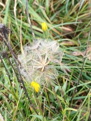 Tragopogon orientalis