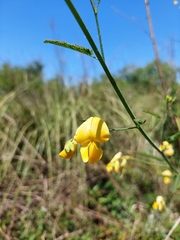 Aeschynomene montevidensis