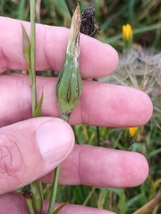 Tragopogon orientalis