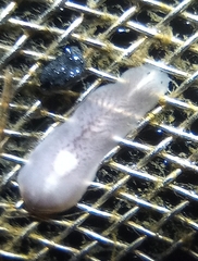 Dendrocoelum lacteum