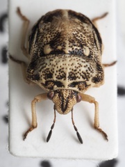 Bolbocoris