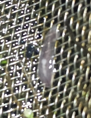 Dendrocoelum lacteum