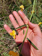 Aeschynomene montevidensis