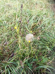 Tragopogon orientalis