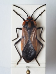 Stalagmostethus fuscatus