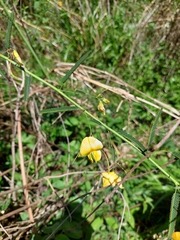 Aeschynomene montevidensis