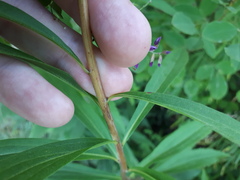 Solidago gigantea