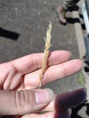 Anthoxanthum odoratum