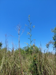 Aeschynomene montevidensis