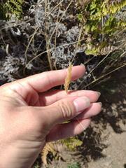 Anthoxanthum odoratum