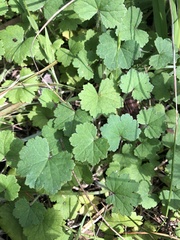 Hydrocotyle laxiflora