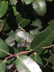 Phytomyza vomitoriae