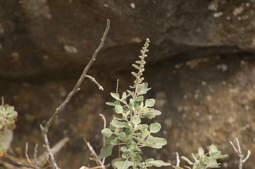 Chenopodium oahuense ssp. oahuense