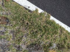 Cenchrus clandestinus