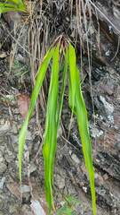 Furcraea andina