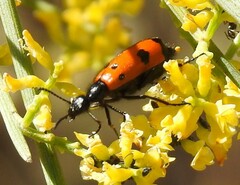 Mylabris quadripunctata