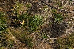 Oenothera stricta